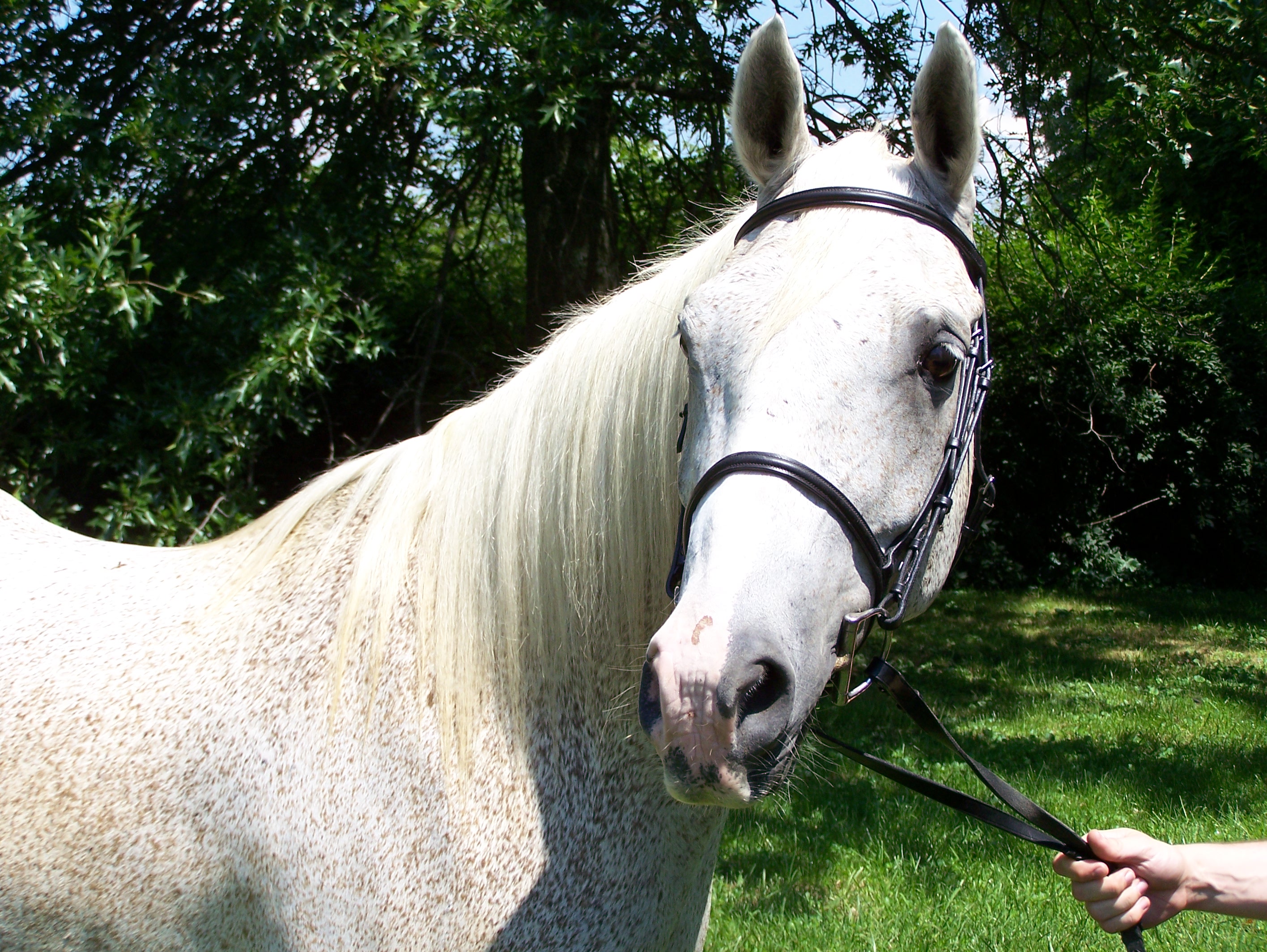 Quarter Horse/Arabian